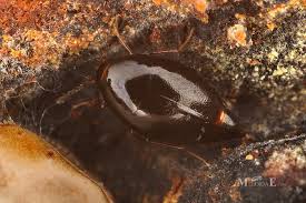 Attēlu rezultāti vaicājumam “Scaphisoma sp.”