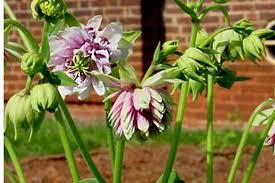 Image result for Aquilegia vulgaris `Nora Barlow`