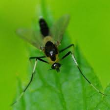 Attēlu rezultāti vaicājumam “Cricotopus”