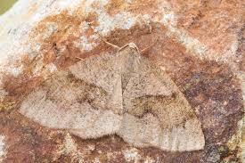 Attēlu rezultāti vaicājumam “Plagodis pulveraria”