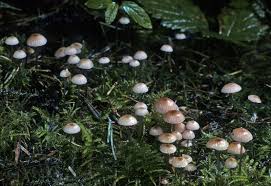 Attēlu rezultāti vaicājumam “Mycena rosella”