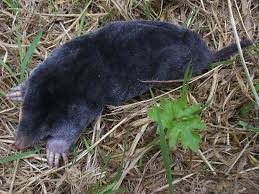 Attēlu rezultāti vaicājumam “Talpa europaea”