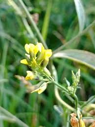 Attēlu rezultāti vaicājumam “Medicago sativa subsp. falcata”