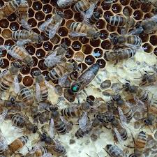 Attēlu rezultāti vaicājumam “Apis mellifera”