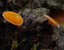 Attēlu rezultāti vaicājumam “Lachnellula willkommii”