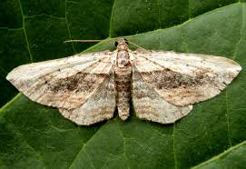 Attēlu rezultāti vaicājumam “Horisme vitalbata”