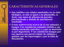 Attēlu rezultāti vaicājumam “myxomicetes”