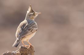 Attēlu rezultāti vaicājumam “Galerida cristata adult”