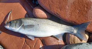 Image result for Dicentrarchus labrax