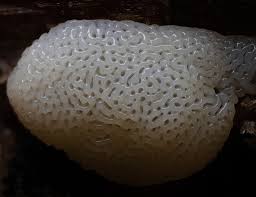 Attēlu rezultāti vaicājumam “Ceratiomyxaceae”