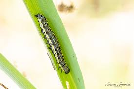 Attēlu rezultāti vaicājumam “Orthosia miniosa imago”