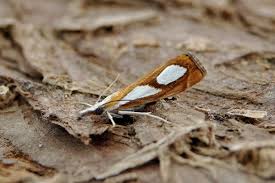 Attēlu rezultāti vaicājumam “Catoptria permutatellus”