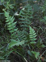 Attēlu rezultāti vaicājumam “Dryopteris cristata”