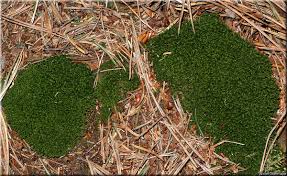 Attēlu rezultāti vaicājumam “Dicranum montanum”