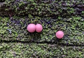 Attēlu rezultāti vaicājumam “Lycogala cf. oleocrystalliferum macro”