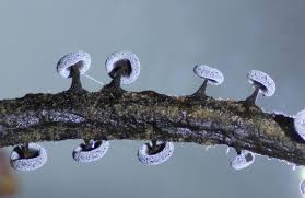 Attēlu rezultāti vaicājumam “Physarum bitectum”