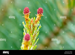Attēlu rezultāti vaicājumam “Pinus sylvestris female flower”