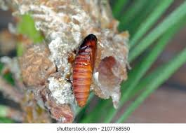 Attēlu rezultāti vaicājumam “Retinia resinella pupa”