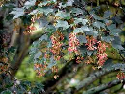 Attēlu rezultāti vaicājumam “Acer tataricum leaf”