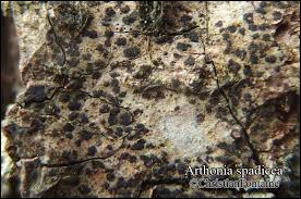 Attēlu rezultāti vaicājumam “Arthonia spadicea”