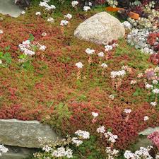 Attēlu rezultāti vaicājumam “Sedum album flower”
