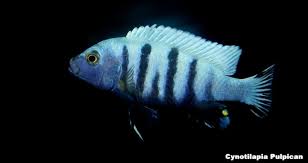 Risultati immagini per cynotilapia pulpican