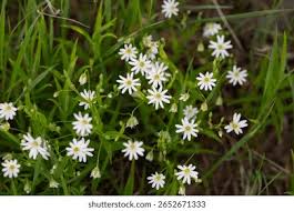 Attēlu rezultāti vaicājumam “Stellaria holostea flower”