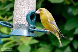 Attēlu rezultāti vaicājumam “Chloris chloris male”