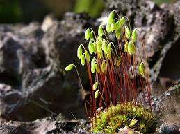 Attēlu rezultāti vaicājumam “Pohlia nutans sporophyte”