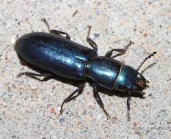 Attēlu rezultāti vaicājumam “Trogossitidae”