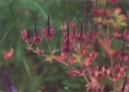 Attēlu rezultāti vaicājumam “Geranium bohemicum fruit”