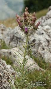 Image result for Ptilostemon afer