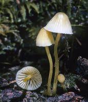 Attēlu rezultāti vaicājumam “Mycena epipterygia”