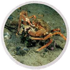 Image result for Hyas coarctatus