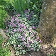 Attēlu rezultāti vaicājumam “Lamium”