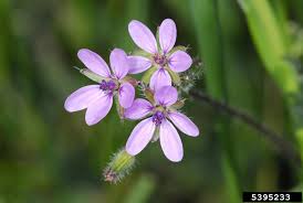 Attēlu rezultāti vaicājumam “Erodium cicutarium”