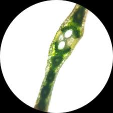 Attēlu rezultāti vaicājumam “Zea mays leaf”