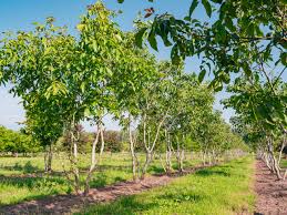 Attēlu rezultāti vaicājumam “Juglans regia”