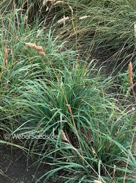 Attēlu rezultāti vaicājumam “Dactylis polygama”
