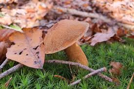 Attēlu rezultāti vaicājumam “Suillus variegatus”