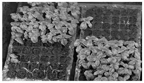 Attēlu rezultāti vaicājumam “Furcellaria lumbricalis”