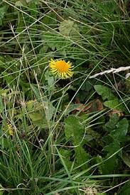 Attēlu rezultāti vaicājumam “Inula salicina leaf”