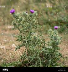 Attēlu rezultāti vaicājumam “Cirsium vulgare flower”