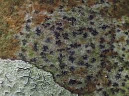 Attēlu rezultāti vaicājumam “Arthonia spadicea”