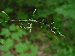 Attēlu rezultāti vaicājumam “Milium effusum flower”