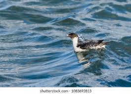 Image result for Synthliboramphus antiquus