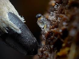 Attēlu rezultāti vaicājumam “Pilobolus crystallinus”