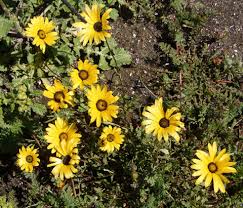 Image result for Dimorphotheca sinuata