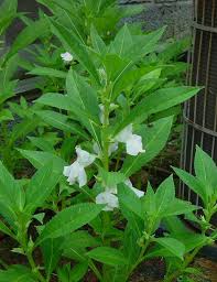 Image result for Impatiens balsamina