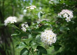 Attēlu rezultāti vaicājumam “Physocarpus opulifolius”